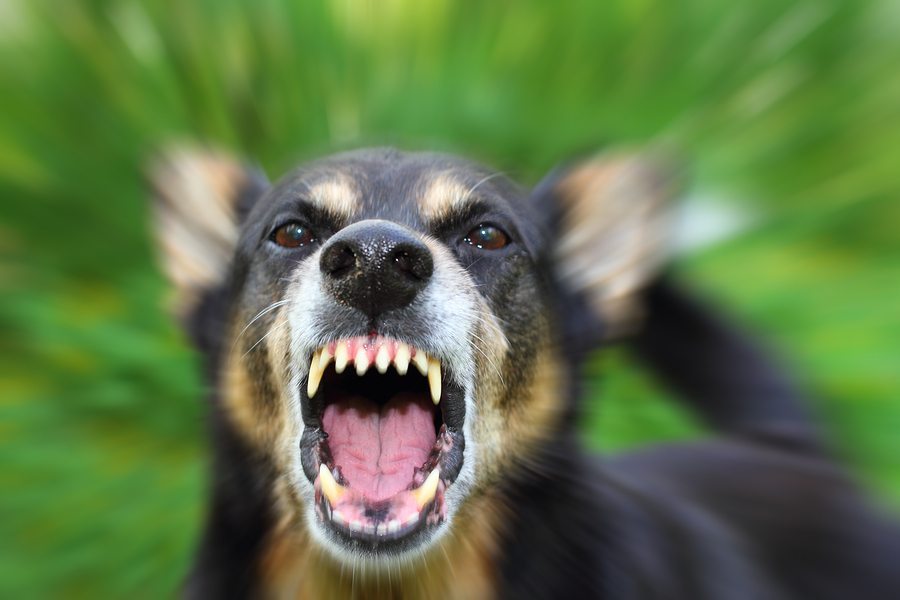 barking dog, angry dog bite